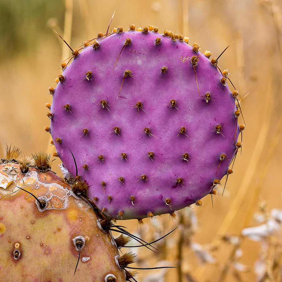 Purple Prickly Pear Cactus 6-8in in Tall for Outdoor Planting, Cold Hardy