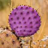 25 Purple Prickly Pear Cactus Seeds for Planting, Cactus Succulent for Home Decor Fast-Growing, Cold Hardy, Indoor Outdoor Planting