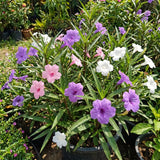 2 Assorted Mexican Petunia Live Plants 4 Inch Pot, Hardy Live Petunia Flowering Garden Plant, Perennial Ground Cover, Long Blooming Season