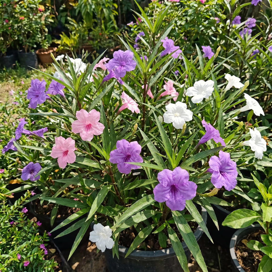 2 Assorted Mexican Petunia Live Plants 4 Inch Pot, Hardy Live Petunia Flowering Garden Plant, Perennial Ground Cover, Long Blooming Season