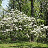 2 White Dogwood Tree Live Plants Bare Roots, 12 to 18'' Tall, Dogwood Flowering Plant Live