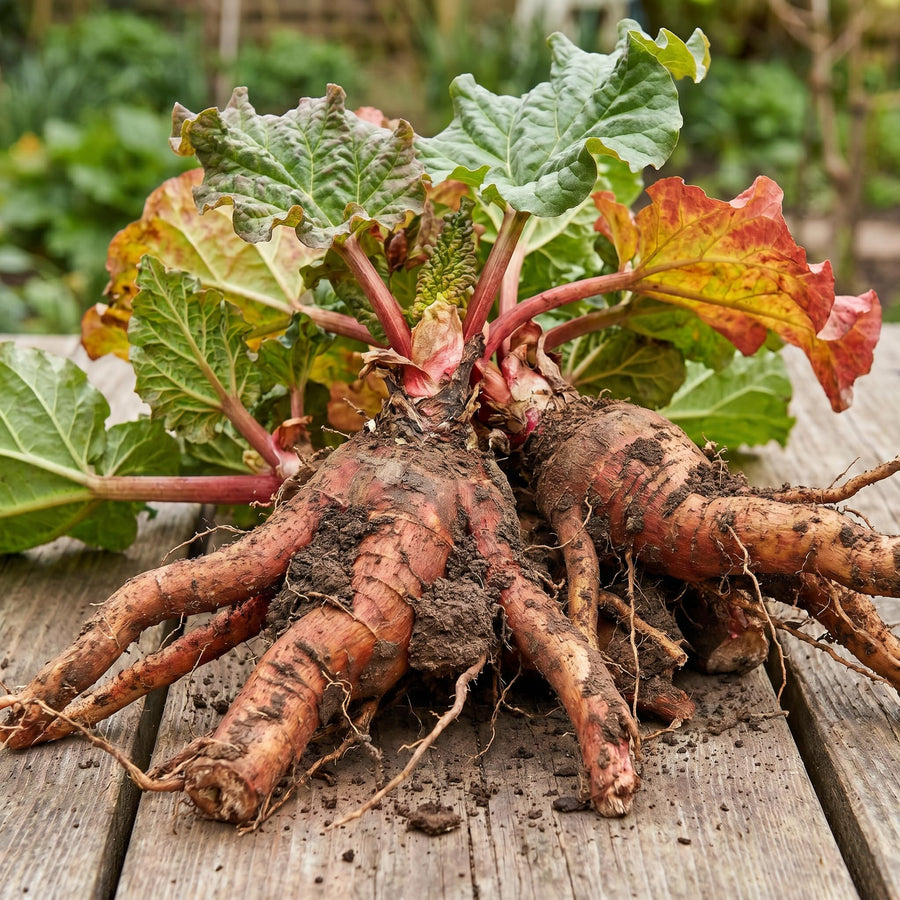 5 Red Rhubarb Plants Roots, Large Rhubarb Crowns Bare Root, Hardy Perennial Vegetable Roots, Easy to Plant, High Yields
