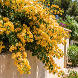 Bougainvillea Live Plant, Bougainvillea Flowering Vine Well Rooted 4-8 Inch Tall - Gold