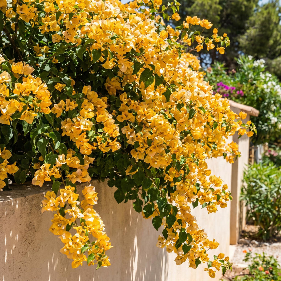 Bougainvillea Live Plant, Bougainvillea Flowering Vine Well Rooted 4-8 Inch Tall - Gold