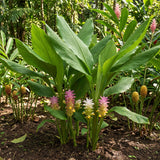 15 Yellow Turmeric Roots for Planting, Curcuma Turmeric Rhizomes, Herb Plants for Garden or Container Growing