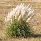 3 White Pampas Grass Plants Live, Hardy Ornamental Grass, Ready to Grow Pampas 4-8 Inches for Borders, Patios and Container Gardens