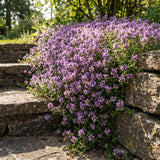 4000 Purple Creeping Thyme Seeds, Ground Cover Thyme Seeds for Planting, Low Growing Herb Seeds for Garden Paths, Rock Gardens and Landscape Borders