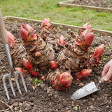 5 Red Rhubarb Plants Roots, Large Rhubarb Crowns Bare Root, Hardy Perennial Vegetable Roots, Easy to Plant, High Yields