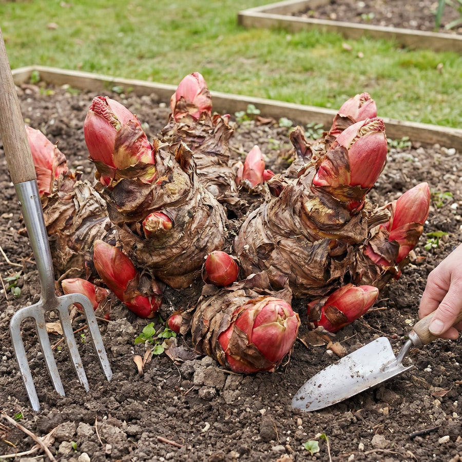 5 Red Rhubarb Plants Roots, Large Rhubarb Crowns Bare Root, Hardy Perennial Vegetable Roots, Easy to Plant, High Yields