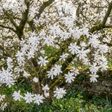 Magnolia Tree Live Plant in 2.5'' Pot, Magnolia Starter Tree, Ornamental Flowering Tree, Outdoor or Container Growing (White Magnolia)