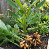 15 Yellow Turmeric Roots for Planting, Curcuma Turmeric Rhizomes, Herb Plants for Garden or Container Growing