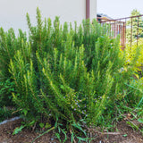 Rosemary Plant Live in Pot, Live Rosemary Plant, 8 Inches in Height, Fragrant Herb Plants