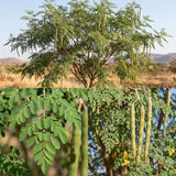 Moringa Tree Live Plant in 4'' Pot, Moringa Tree Seedlings, Drumstick Horseradish Tree, Outdoor or Container Planting, 4-7 Inches Plant