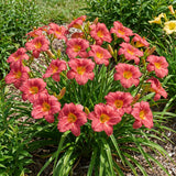 10 Strawberry Daylily Roots, Hardy Perennial Flower for Garden Beds and Borders Planting, Easy Care, Ready to Grow