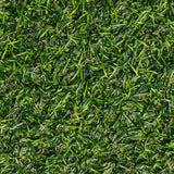 12000 Zoysia Empire Grass Seeds, Zoysia Grass Seeds, Low-Maintenance for Home Yards and Gardens