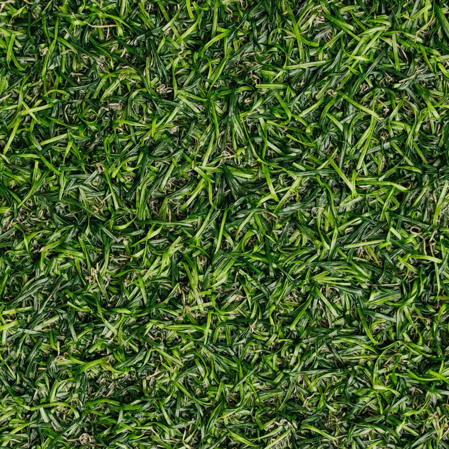 12000 Zoysia Empire Grass Seeds, Zoysia Grass Seeds, Low-Maintenance for Home Yards and Gardens