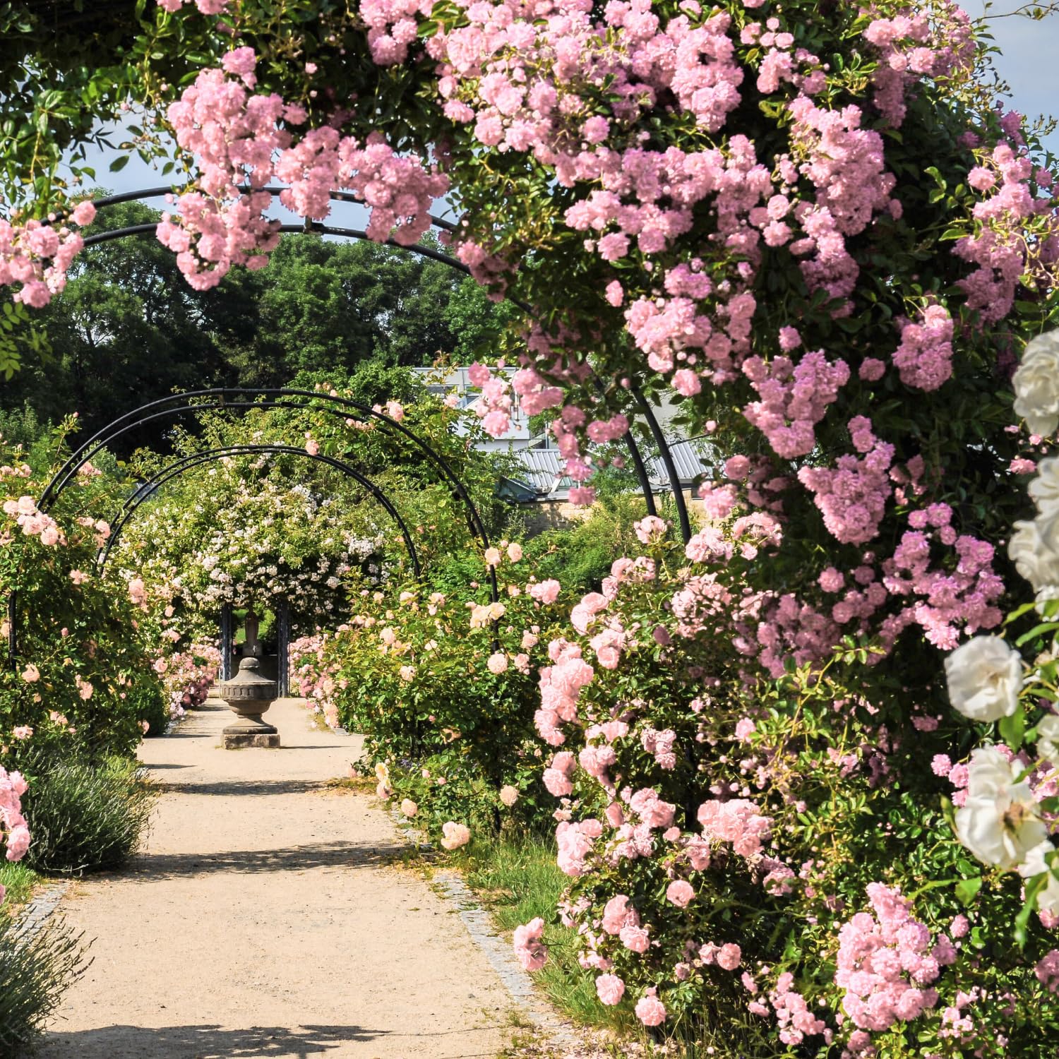 Pink Rose Live Plant, Climbing Rose Plant Live, Pink Climber Plant for Planting, No Leaf, Trim Back, Well Rooted, Bare Root