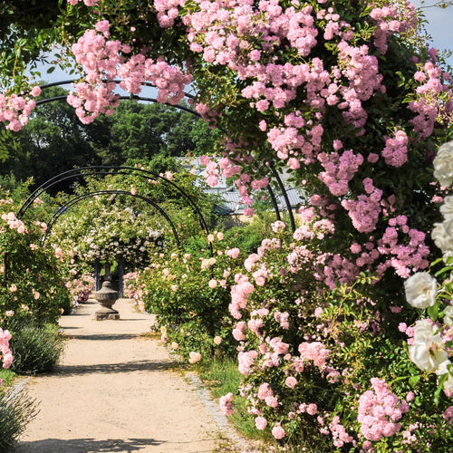 Pink Rose Live Plant, Climbing Rose Plant Live, Pink Climber Plant for Planting, No Leaf, Trim Back, Well Rooted, Bare Root