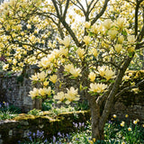 Magnolia Tree Live Plant in 2.5'' Pot, Magnolia Starter Tree, Ornamental Flowering Tree, Outdoor or Container Growing (Yellow Magnolia)