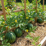 25 Sweet Watermelon Seeds for Planting, Small Round Watermelon Seeds, Garden Fruit Seeds for Outdoor Growing