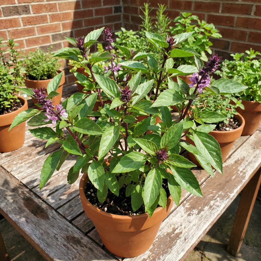 2 Live Thai Basil Plants 4 Inch Pot, High Yielding Basil Plant for Garden, Indoor or Outdoor Growing, Ready to Grow
