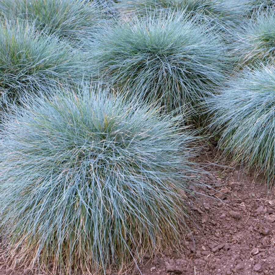 2 Blue Fescue Grass Plants Live in 4'' Pot, Hardy, Ornamental Grass for Outdoor Garden, Well Rooted Starter Grasses Clumps 4-7 Inches