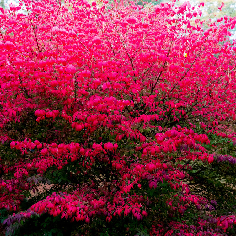 05 Dwarf Burning Bush Shrubs for Spring Planting, Bare Roots, Red Burning Bush Rooted Cuttings 4-10" in Tall