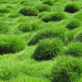 30000 Zoysia Grass Seeds, Emerald Zoysia Grass Seeds, Warm Season Lawn Seed, Soft Green Grass, Backyard Landscaping