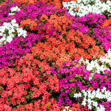 2 Mix Azalea Plants Live, 10 Inches Tall, Hardy Flowering Shrub for Outdoor Planting and Landscaping