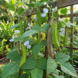 10 Winged Bean Seeds for Planting, Tropical Vegetable Seeds, Climbing Bean Vine Seeds for Garden and Trellis Growing