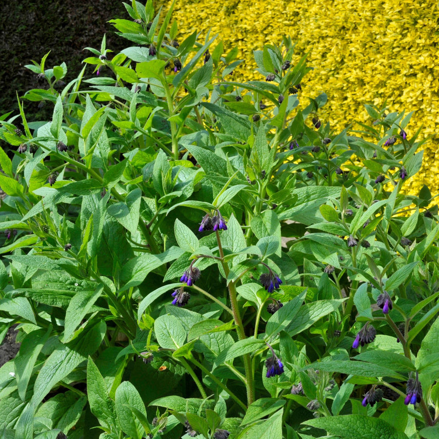 10 Comfrey Live Roots - Perennial Herb Bocking 14 Comfrey Plant Roots
