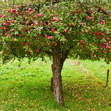 Honeycrisp Apple Plant Live, 2 to 3 Feet Tall, Sweet Apple Fruit Tree Plant for Garden, Live Apple Tree, Apple Tree Live Plant