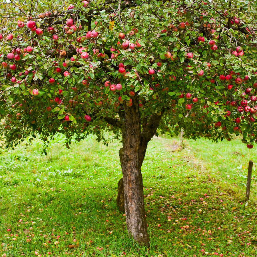 Honeycrisp Apple Plant Live, 2 to 3 Feet Tall, Sweet Apple Fruit Tree Plant for Garden, Live Apple Tree, Apple Tree Live Plant