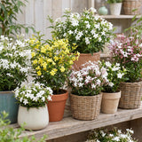 Random Jasmine Plant, Fragrant Jasmine Flower Vine 4-8 Inches Well Rooted for Container, Hanging Basket Growing