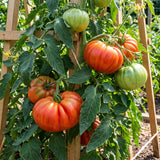 500 Beefsteak Tomato Seeds for Planting, Large Tomato Vegetable Seeds, Garden Seeds for Outdoor Growing and Containers