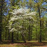2 White Dogwood Tree Live Plants Bare Roots, 12 to 18'' Tall, Dogwood Flowering Plant Live