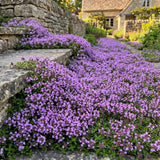 4000 Purple Creeping Thyme Seeds, Ground Cover Thyme Seeds for Planting, Low Growing Herb Seeds for Garden Paths, Rock Gardens and Landscape Borders