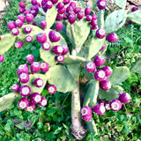 Purple Prickly Pear Cactus 6-8in in Tall for Outdoor Planting, Cold Hardy