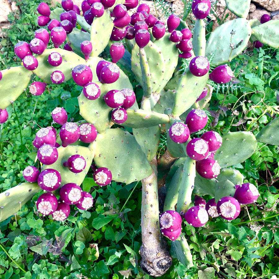 Purple Prickly Pear Cactus 6-8in in Tall for Outdoor Planting, Cold Hardy