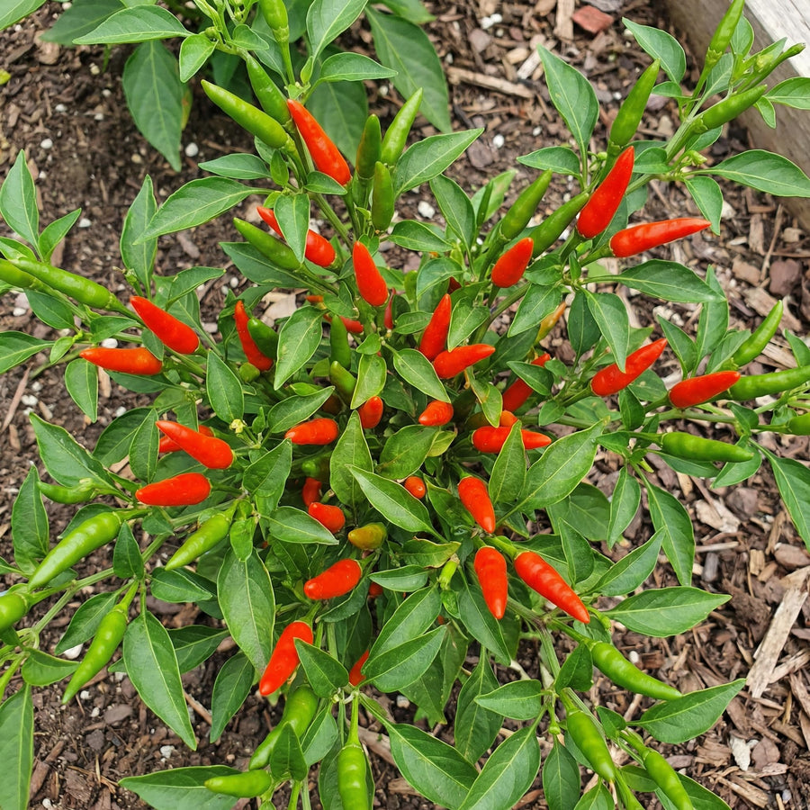 50 Bird Chili Seeds for Planting, Thai Hot Pepper Seeds, Vegetable Seeds for Garden and Container Growing