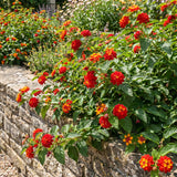 2 Lantana Plants Live, Perennial Live Flowering Lantana, Container Growing 4-9 Inch Tall - Red
