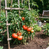 500 Beefsteak Tomato Seeds for Planting, Large Tomato Vegetable Seeds, Garden Seeds for Outdoor Growing and Containers