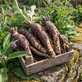 8 Comfrey Roots for Planting, High Yielding Comfrey Rhizomes, Perennial Herbs for Growing Outdoor, Ready for Planting
