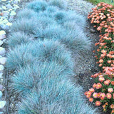 1 Blue Fescue Grass Plant Live for Planting, Ornamental Grass Perennial Garden 5-10 Inch Tall