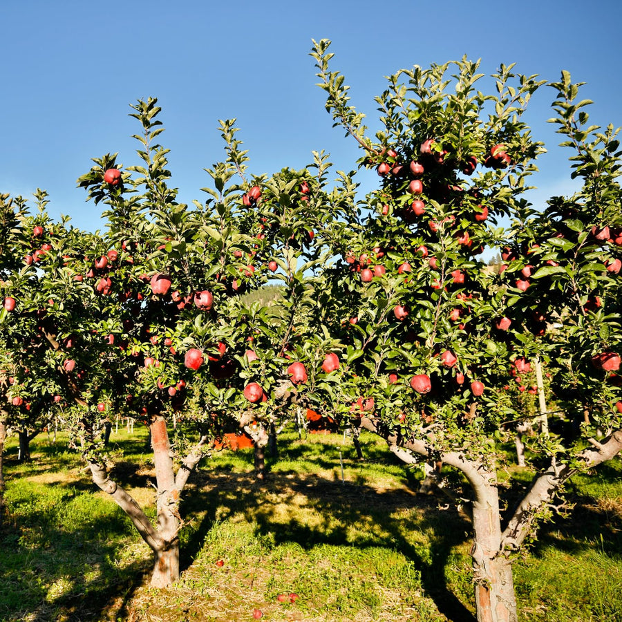 Gala Apple Tree Live Plant 2-3 Feet Tall, Apple Plant Live for Planting, Bareroot, Dormant, Live Apple Tree Plant, Sweet Apple Fruit Tree