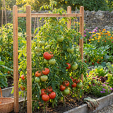 1000 Beefsteak Tomato Seeds for Planting, Large Red Tomato Vegetable Seeds, Garden Seeds for Outdoor and Container Growing, Warm Season Crop