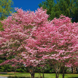Pink Dogwood Tree Live Plant, 5 to 8'' Tall, Dogwood Flowering Plant Live Outdoor Gardening