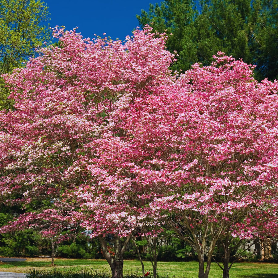 Pink Dogwood Tree Live Plant, 5 to 8'' Tall, Dogwood Flowering Plant Live Outdoor Gardening