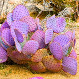 Purple Prickly Pear Cactus 6-8in in Tall for Outdoor Planting, Cold Hardy
