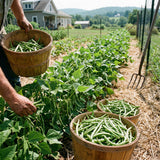 25 Long Green Bush Bean Seeds, Green Bean Vegetable Seeds, High Yield Vegetable for Outdoor Garden and Container Growing